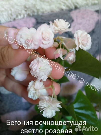 Бегонии вечноцветущие