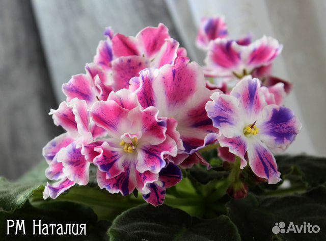 Фиалка рм Наталия- детки