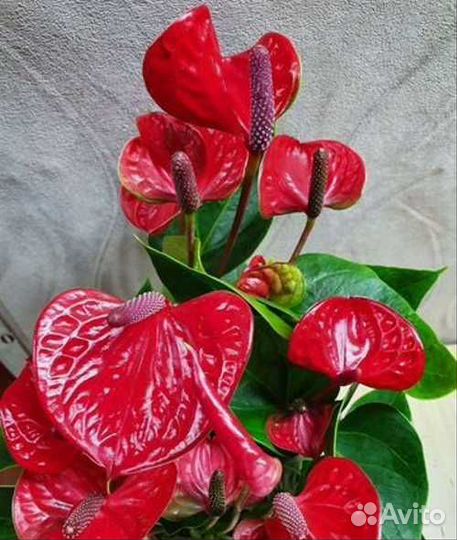 Антуриум малиновый