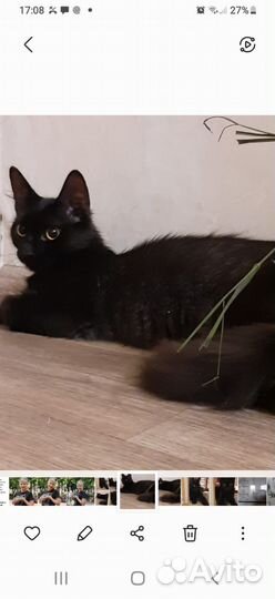 Котик и кошечка