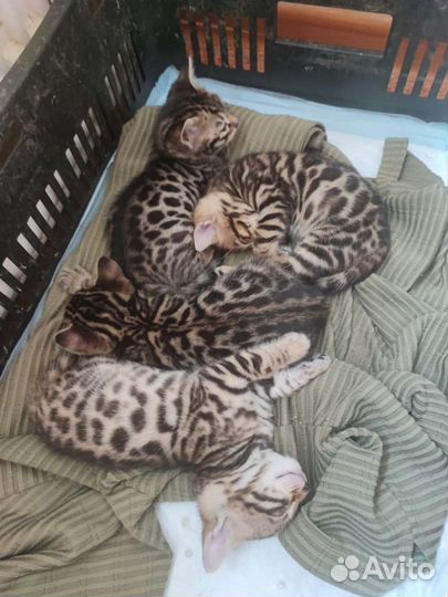 Бенгальские котята