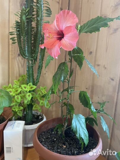 Гибискус китайская роза