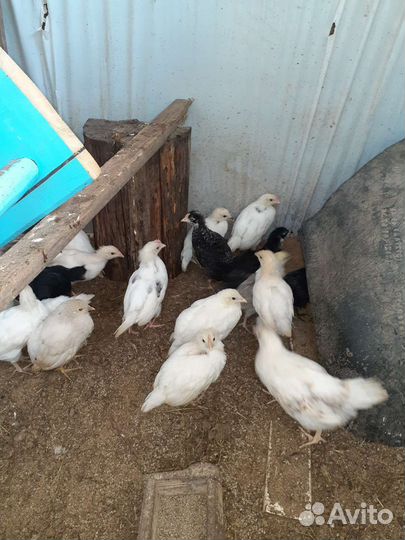 Куры молодки несушки