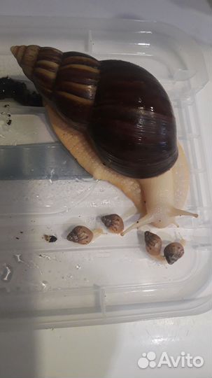 Улитята Ахатины