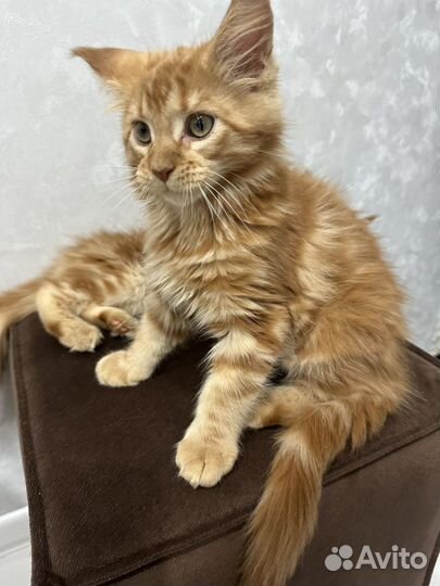 Котята мейн-кун