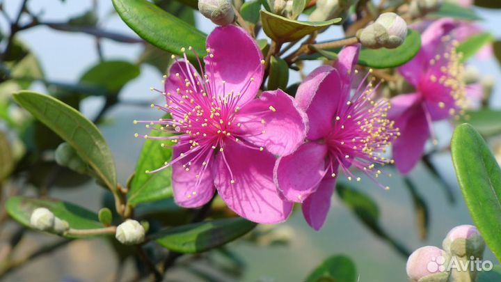 Австромиртус, родомиртус, евгения,кунцея