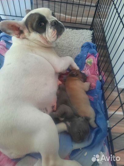 Французский бульдог щенки