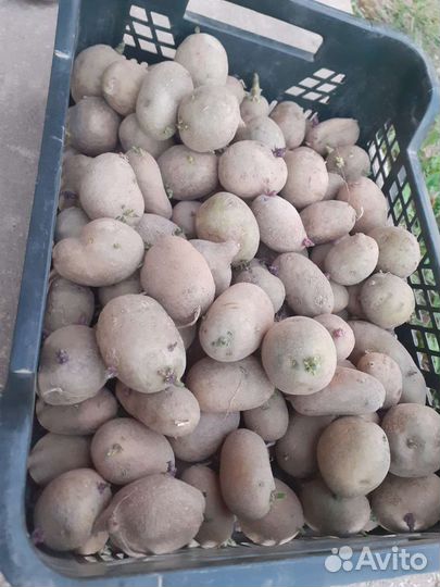 Картофель посадочный