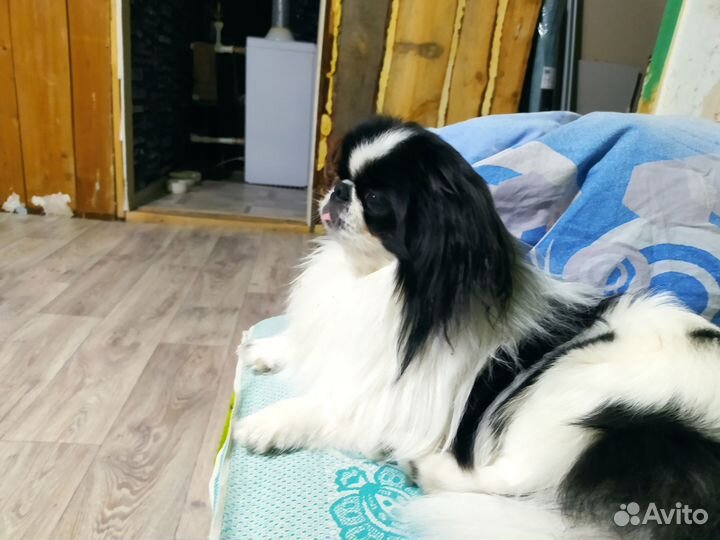 Продам пекинеса