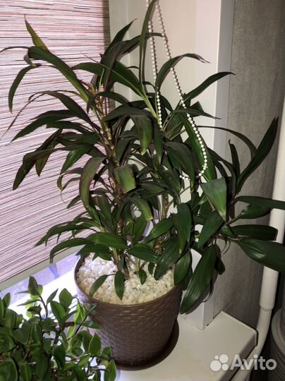 Цветы в горшках Панданус и т. Д