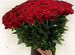 Высокие розы Гигантские розы Доставка цветов