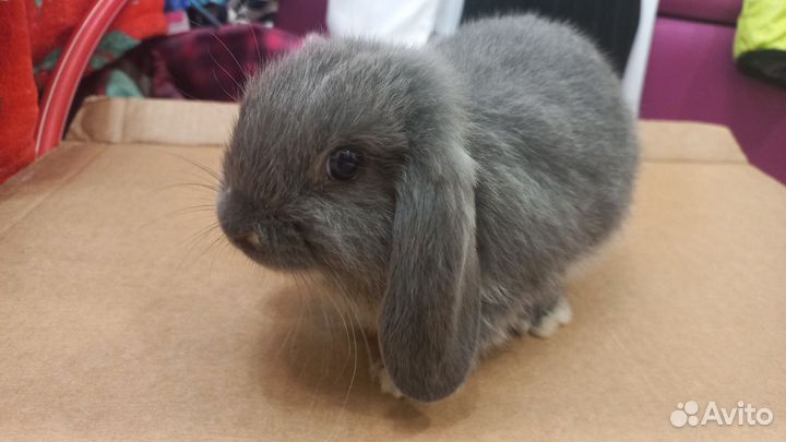 Декоративные кролики минилопы вислоухие