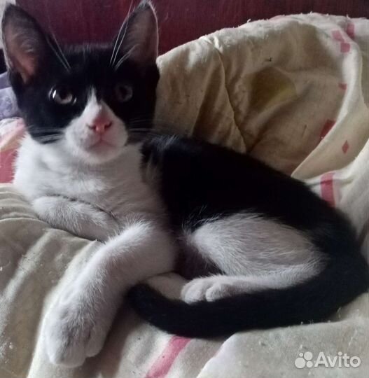 Котята в дар