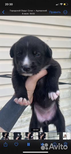 Собака маленькая порода