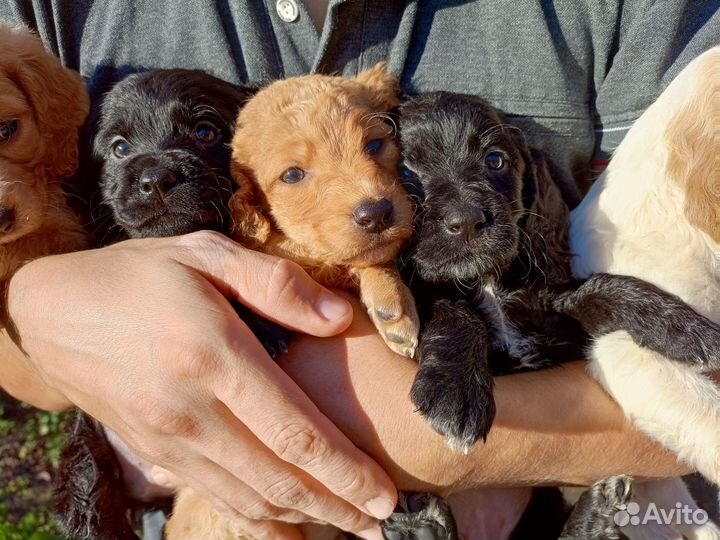 Русский охотничий спаниель щенки