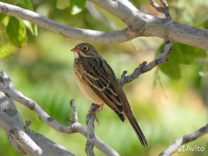 Певчие птицы