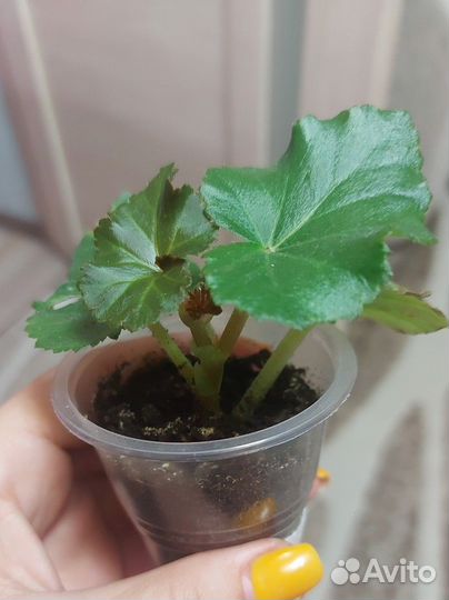 Бегония элатиор. Розовая и оранжевая