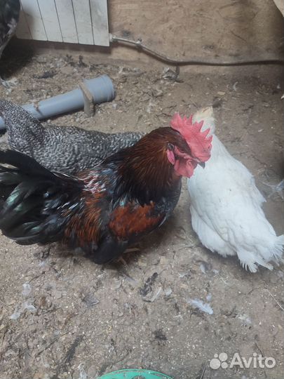 Молодые петухи 7 месяцев