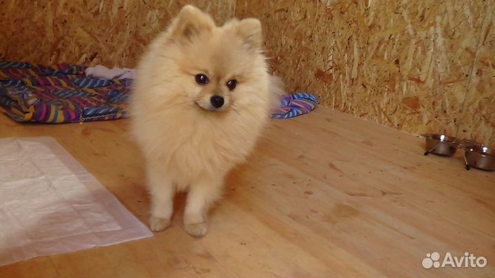 Дрессировка собак. Гостиница