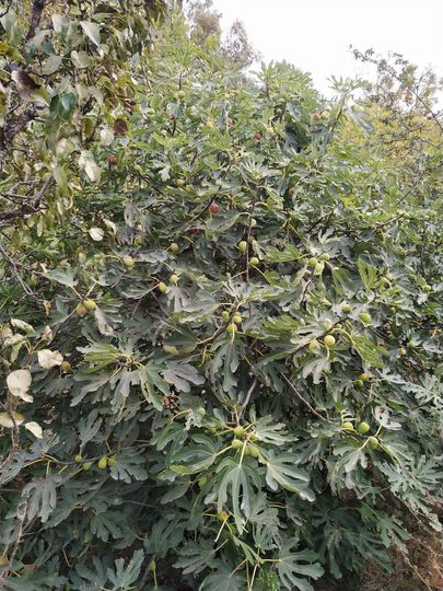 Дом 106 м² на участке 14 сот.