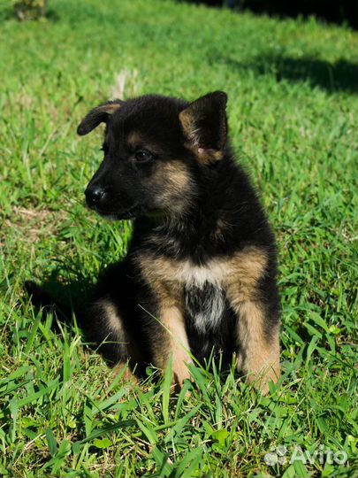 Щенок овчарки в добрые руки