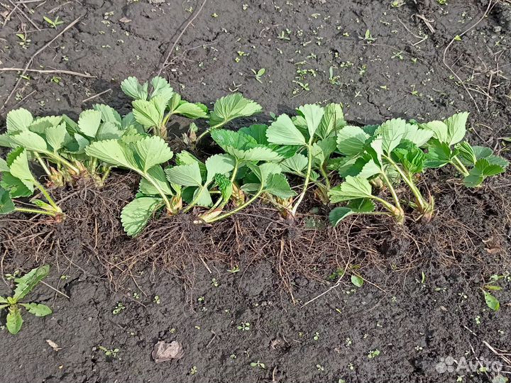 Саженцы клубники