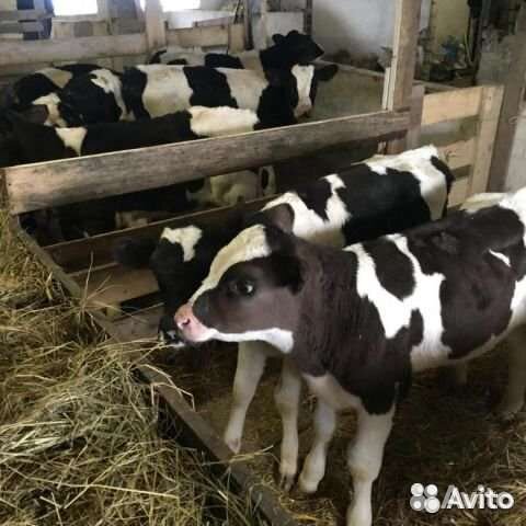 Телята бычки на откорм