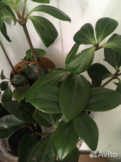 Пеперомия Перескиелистная, Эсхинантус мраморный