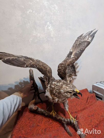 Фигура птицы