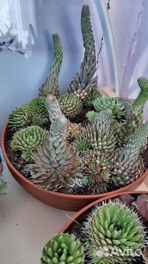 Суккуленты:каменная роза, горноколосник