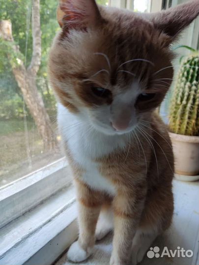 Молодой котик