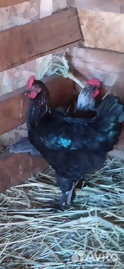 Петушки породы Маран и Сильверудд Блу