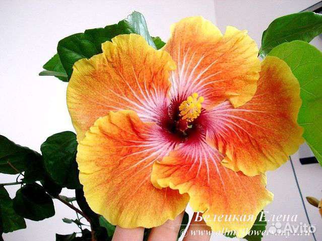 Гибискус Georgia's Pearl