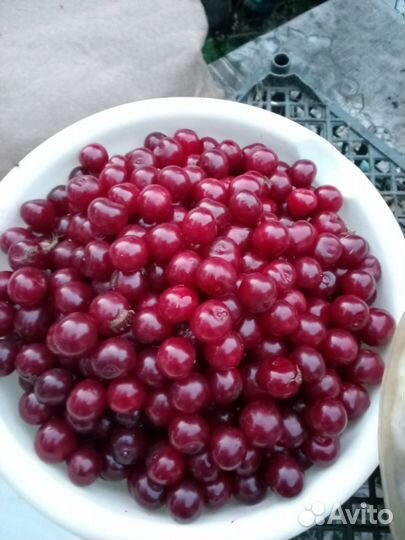 Продам вишню