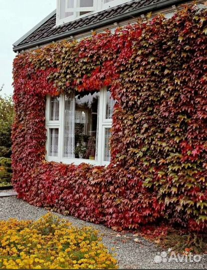 Дикий (девичий) виноград