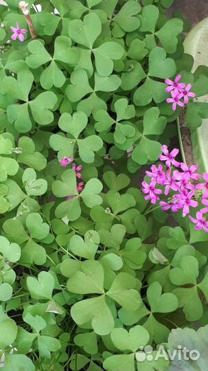 Кислица оксалис