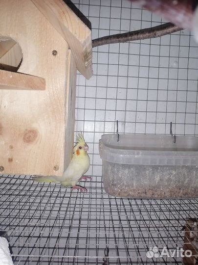 Попугай карелла птенцы