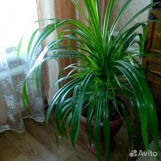 Пальма панданус