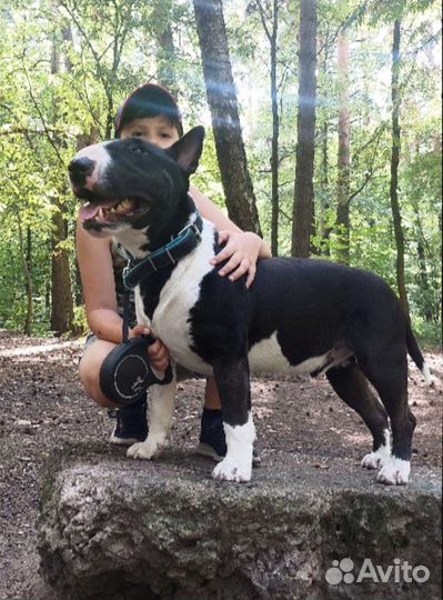 Вязка. Бультерьер стандартный