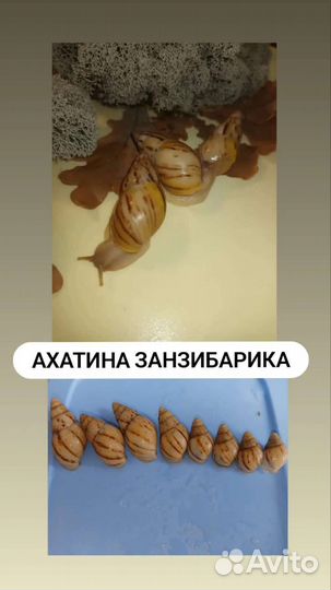 Улитки Ахатины