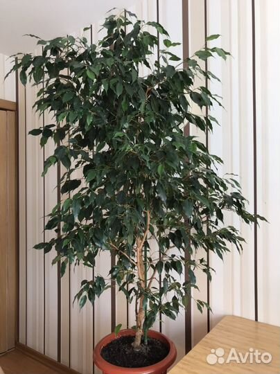 Фикус Бенджамина, большой