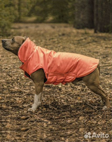 Попона для собак комбинезон
