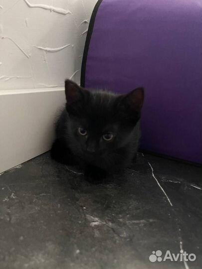 Котята в добрые руки даром