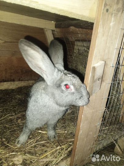 Кролики мясных пород