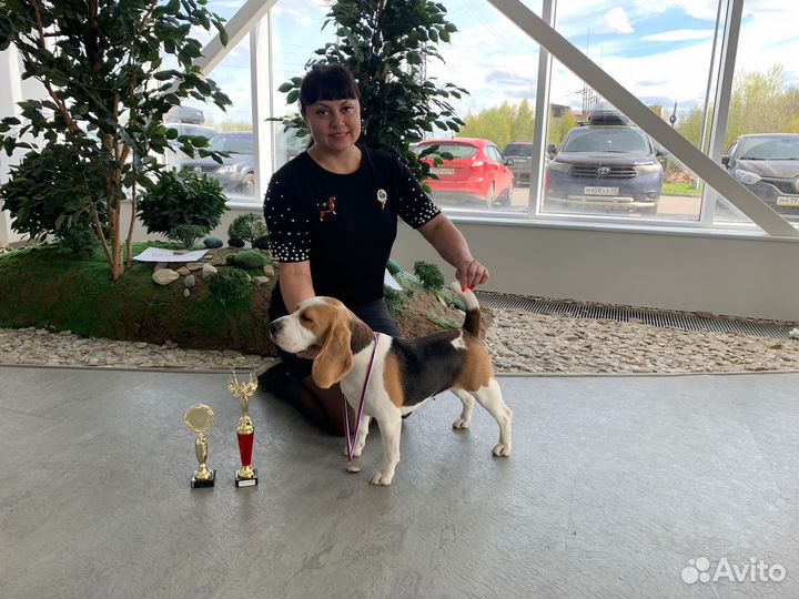 Щенки бигль