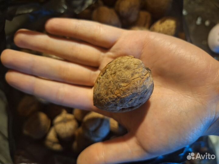 Орех грецкий