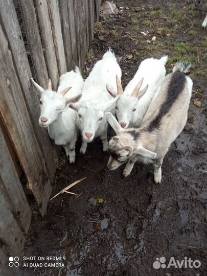 Козлята