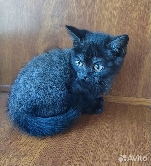 Британские котята