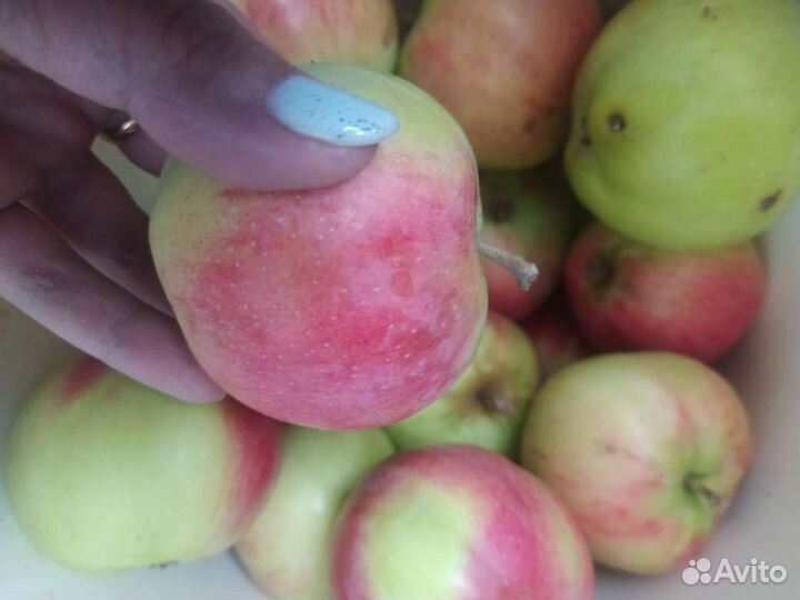 Яблоки разные сортов,медовые итд