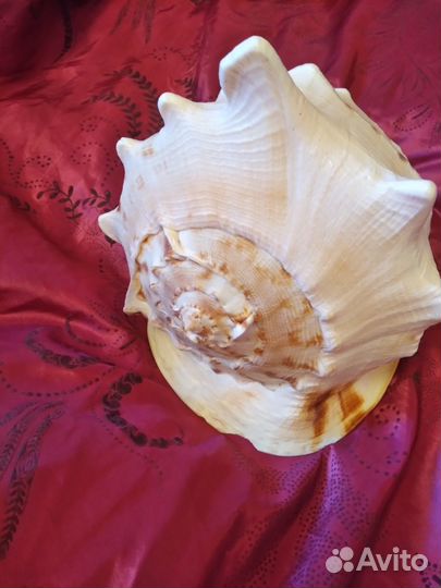 Большая морская раковина